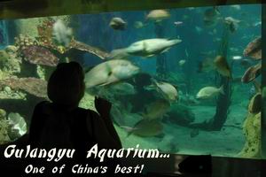 One of the scenes in Gulangyu's aquarium