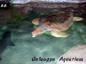 beautiful sea turtle in Gulangyu's aquarium