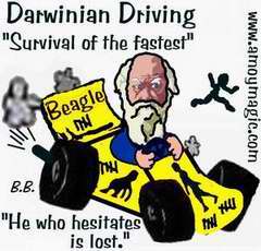 Darwinian Driving cartoon--Survival of the fastest.  Chinese driving doubles as population control.  
