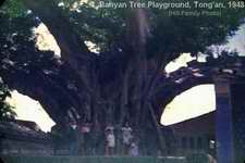 Banyan tree playground Tong'an 1948