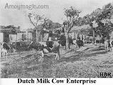 Dutch Milk Cows--the Dutch first opened up Xiamen many centuries ago, and of course they brought their cows for milk and cheese