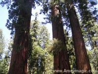 giant sequoias about one hour east of Reedley California