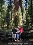 Giant sequoias sierra nevada reedley california