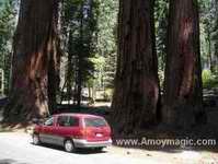 Our van in front of giant sequoia Sierra Nevadas east of Reedley California