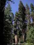 Giant Sequoias east of Reedley California--about one hour drive