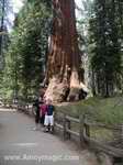 family in front of giant sequoias east of Reedley California