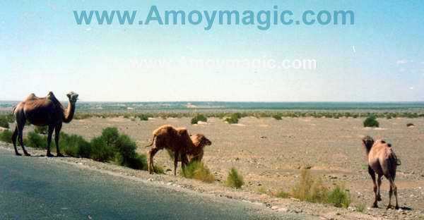 These camels were on the side of the Qinghai highway; no people were in sight, so perhaps they were wild?