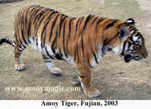 Photo of Amoy Tiger, Meihua Mountain, Fujian, China, 2004, by Bill Brown