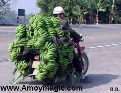 load of bananas on motorcycle
