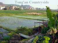 Beautiful Tong'an countryside--rice paddies, banana trees