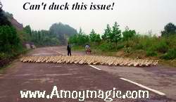 ducks covering the whole road